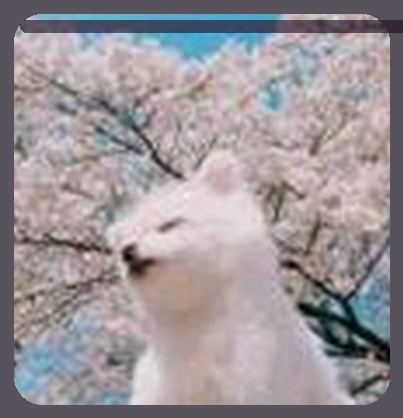 黄丽